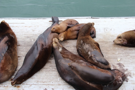 ����� ����